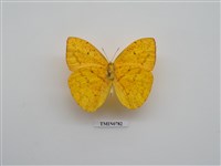 藏品(粉蝶科-南美洲(一))的圖片